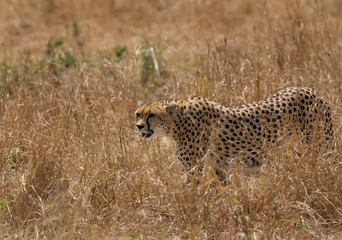 Malaika in the Savannah grassland, Masai Mara, Kenya