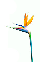 brightly colored bird of paradise flower cutout isolated on a white background