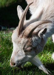 White goat eating grass closeup