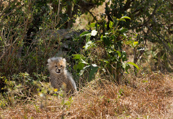 Naklejka premium Cub of Malaika cheetah in the bushes at Masai Mara, Kenya