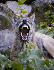Wolf with mouth open