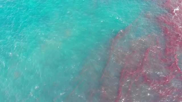 Aerial Drone Blue water and red seaweed in Azores Portugal