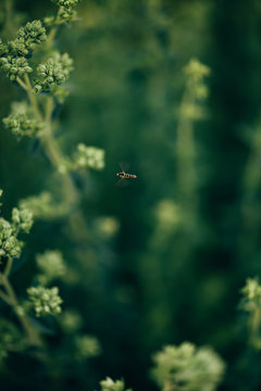 Detail of wasp on the plants