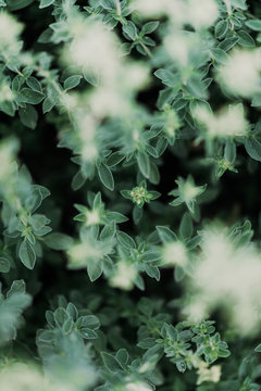Abstract background with green plants