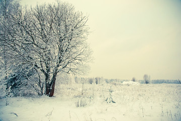 Winter landscape, snow cover on the branches of trees, drifts, a field in the snow. Winter nature background.