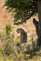 Malaika cheetah under tree shade at Masai Mara, Kenya