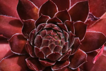 macro photo of red sempervivum succulent on a sunny day
