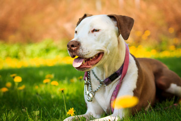 Happy Dog in Dandelions