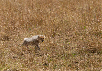 Cub of Malaika Cheetah at Masai Mara, Kenya