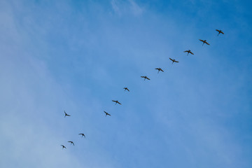 A flock of swans flying wedge in the evening sunset sky. Swans flying wedge.