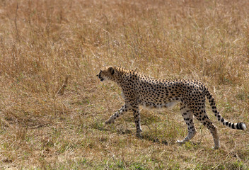 Malaika Cheetah at Masai Mara, Kenya