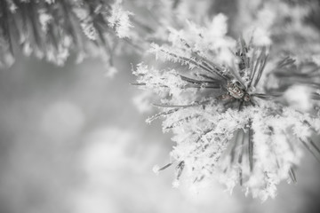 Close up of pine tree branch in the snow. Winter nature background. Soft selective focus. Black and white