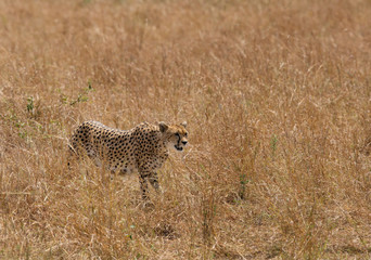 Malaika Cheetahin Savannah, Masai Mara, Kenya