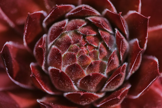 macro photo of red sempervivum succulent on a sunny day