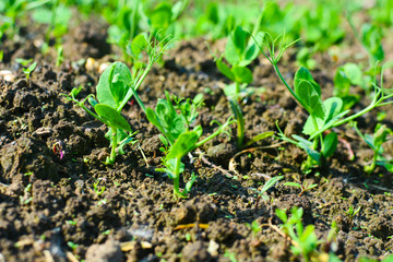 young pea sprouts on the garden