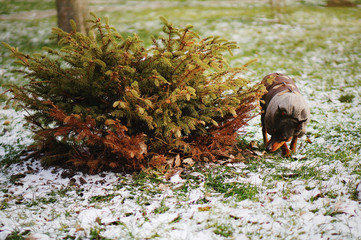 Small dog sniffs and sneaks in the bushes in winter. Miniature pinscher wearing stylish jacket