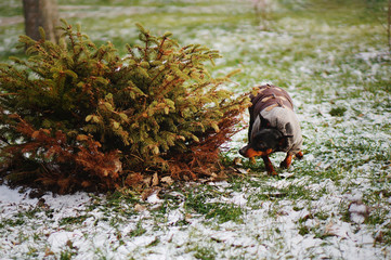 Small dog sniffs and sneaks in the bushes in winter. Miniature pinscher wearing stylish jacket