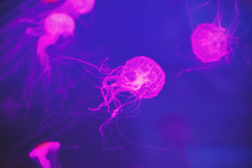 Medusas con efecto de luz de neón.