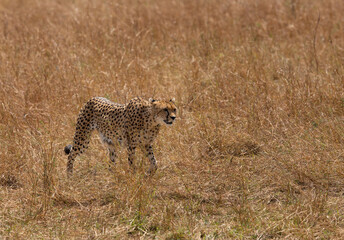 Malaika Cheetah moving on the grasses, Masai Mara, Kenya