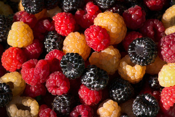 Blackberry and red and yellow raspberry group close up. Healthy lifestyle concept. Summer berry fruit on heap. Fresh harvest.
