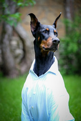 portrait of a dog