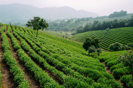 scenic view of Chinese tea field