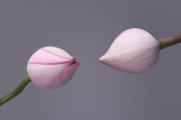 Close up of magnolia flower buds