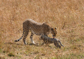 Malaika Cheetah with her cubs, Masai Mara, Kenya