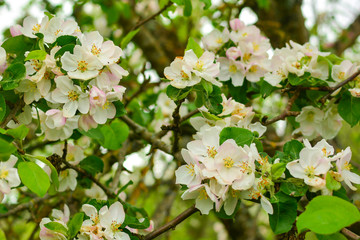 Apple blossoms close up . Apple tree blossoms with pink petals on a branch