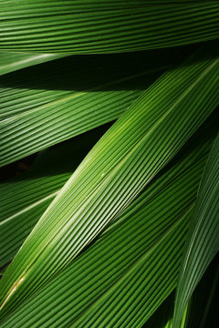 Exotic and lush palm leaf details