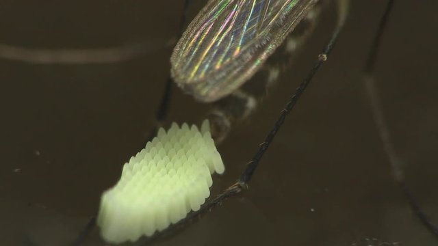 Mosquito laying eggs 1303 8