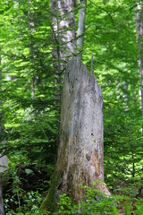 windbruch