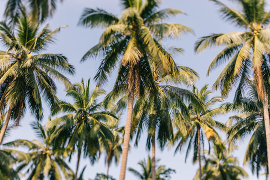 Palm trees in the tropics