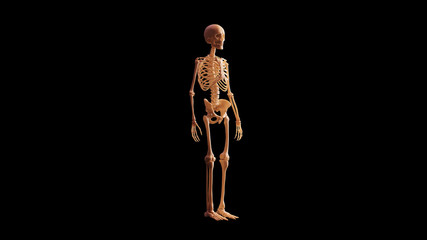 Bone Skeletal System Anatomical Model 3 Quarter Front Right View 3d illustration 3d render