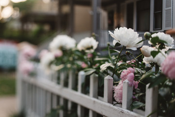 Peonies in a city garden in the spring time