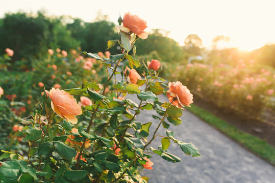 Roses in a garden at sunset