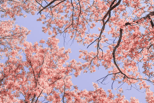 Infrared: Oak tree top