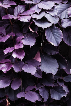Infrared: Abstract plant leaves