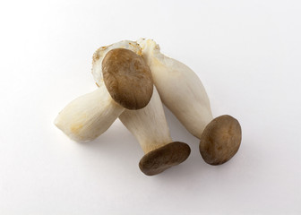 mushroom on white background