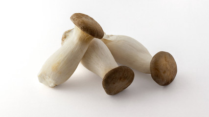 mushroom on white background