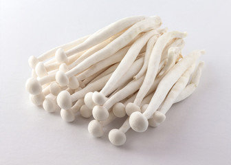 mushroom on white background