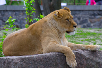 Lioness resting lying on a rock