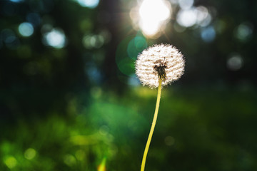 White dandelion flower on blurred green background somewhere in the Park with lens flare. Selective focus.