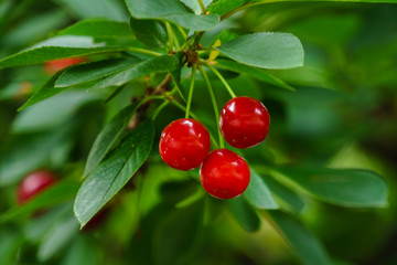 Cherry fruit on the branches-red cherry with cherry tree leaves