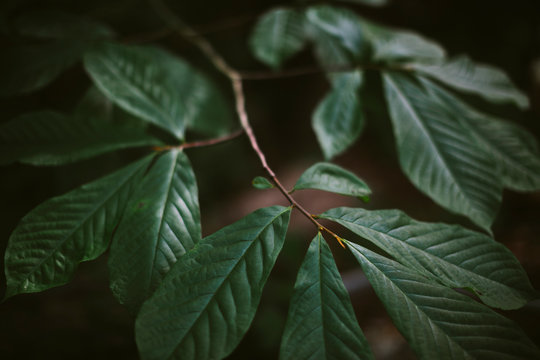 Close up of dappled sunlight on leaves in lush, deciduous forest, Washington DC, USA