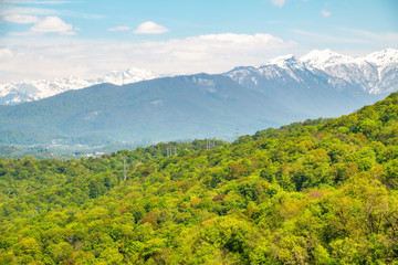 Thick forest in a green valley. Snow capped mountains visible on the horizon