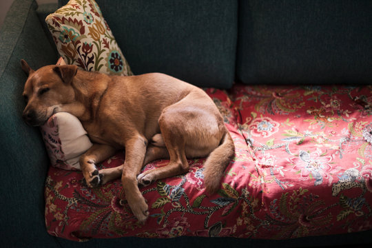 Dog Siesta on Sofa