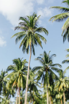 Palm trees in the jungle