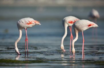 Greater Flamingos feeding at Aker, Bahrain 