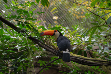 Toucan At Zoo